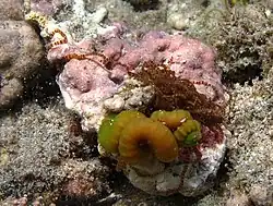 Loima sp.