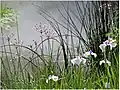 Terra Botanica