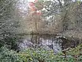 Pink Cottage Pond on Totteridge Common
