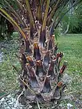 Trunk covered in adherent leaf sheaths and fibers which shed with age
