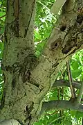Willow with caterpillars
