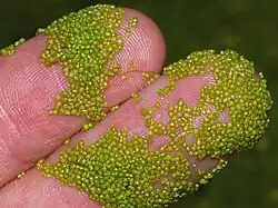 Wolffia arrhiza, a rootless floating freshwater plant under 2&nbsp;mm across